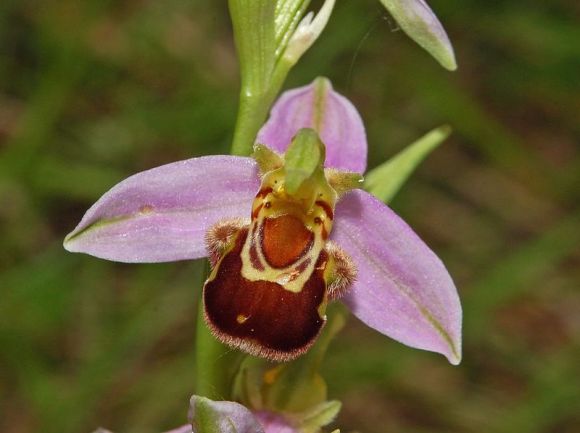 800px-Orchidaceae_-_Ophrys_apifera-4