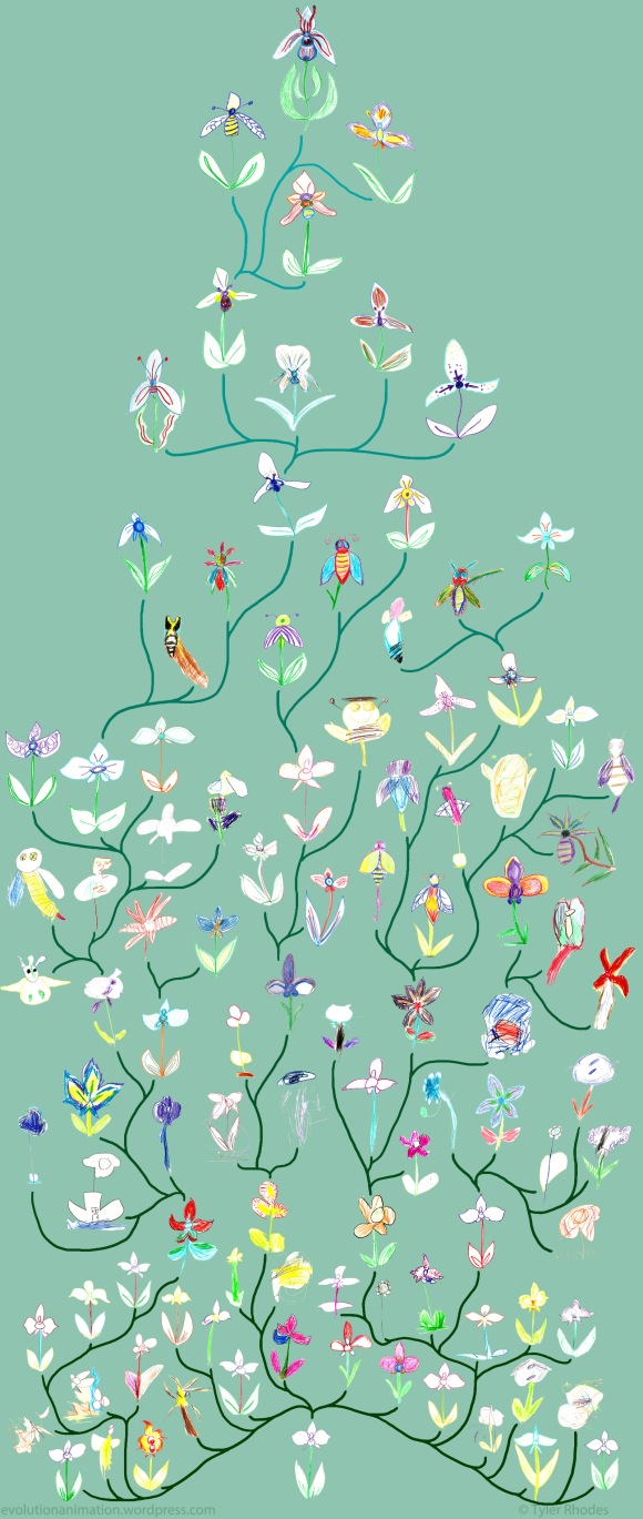 tyler-rhodes-lewis-ginter-botanical-gardens-orchid-evolution-tree
